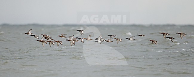 Groep Toppers in vlucht; Group of Greater Scaup in flight stock-image by Agami/Markus Varesvuo,