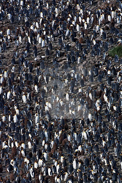 Koningspinguïn Salisbury Plain Zuid Georgia; King Penguin Salisbury Plain South Georgia stock-image by Agami/Marc Guyt,