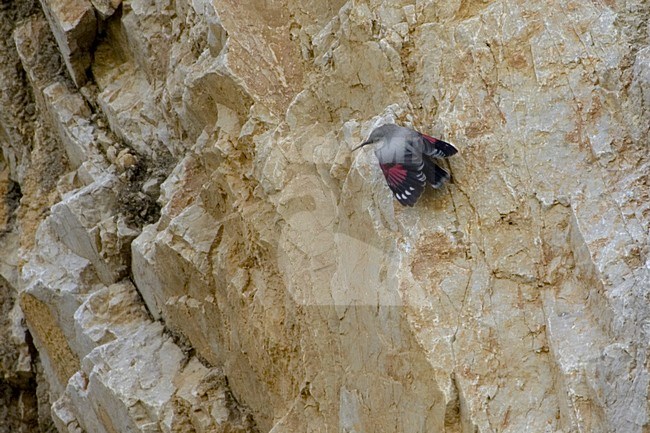 Wallcreeper climbing rock wing flicking; Rotskruiper klimmend aan rotswand stock-image by Agami/Daniele Occhiato,