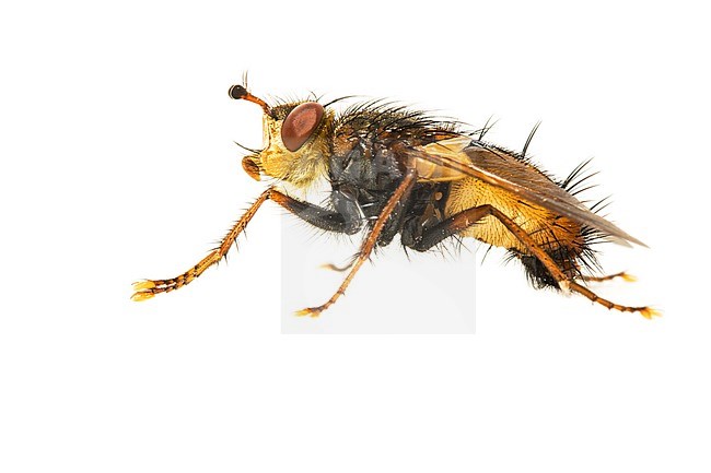 Tachina fera stock-image by Agami/Wil Leurs,
