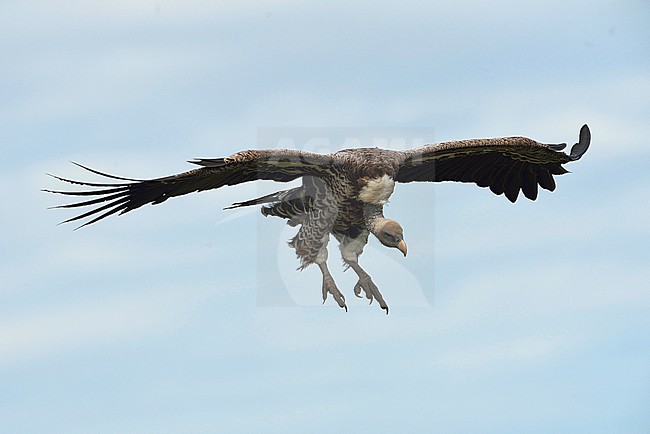 RÃ¼ppells Gier, Rueppell's Griffon, Gyps rueppelli stock-image by Agami/Clement Francis,