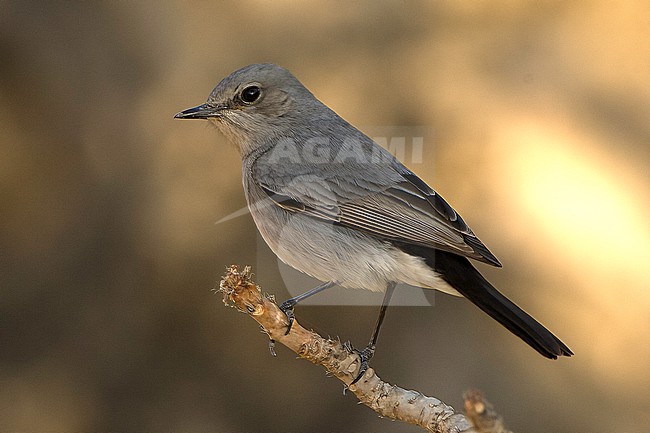 Blackstart (Oenanthe melanura neumanni), adult bird perched against yellowish background stock-image by Agami/Kari Eischer,