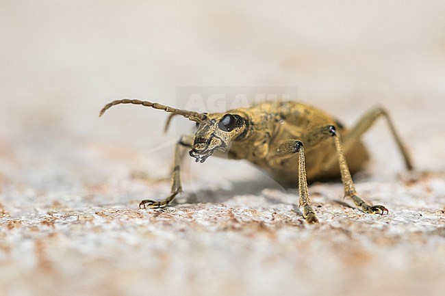 Rhagium mordax - Black-spotted Longhorn Beetle - Bissiger Zangenbock, Germany (Baden-Württemberg), imago stock-image by Agami/Ralph Martin,