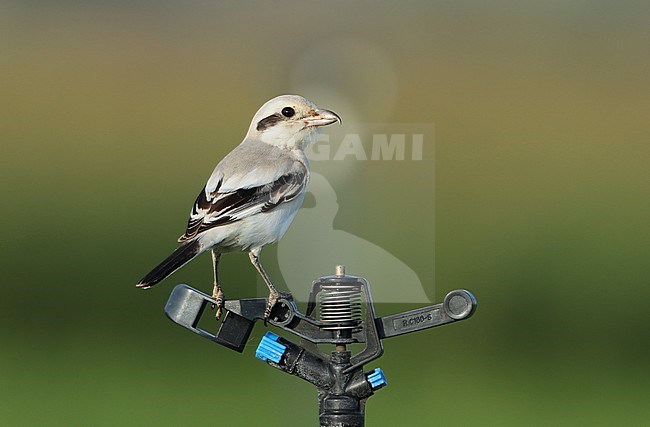 First-winter Steppe Grey Shrike (Lanius pallidirostris) during late november at Barqa in Oman. Perched on sprinkler, seen on the back. stock-image by Agami/Aurélien Audevard,