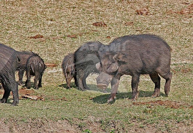 Giant forest hog stock-image by Agami/Pete Morris,