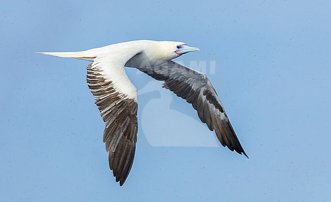 Adult white morph Red-footed booby (Sula sula rubripes) at sea in the Pacific Ocean, around the Solomon Islands. Flying in the rain. stock-image by Agami/Marc Guyt,