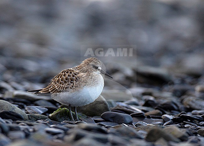 Juvenile Baird's Sandpiper (Calidris bairdii) on beach along the coast of Alaska during late summer. stock-image by Agami/Edwin Winkel,