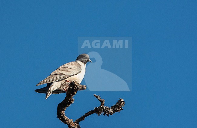 Snow Pigeon (Columba leuconota) in the Greater Himalayas. Perched in a moss covered tree. stock-image by Agami/Marc Guyt,