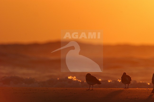 Scholekster in rust; Resting Eurasian Oystercatcher stock-image by Agami/Menno van Duijn,