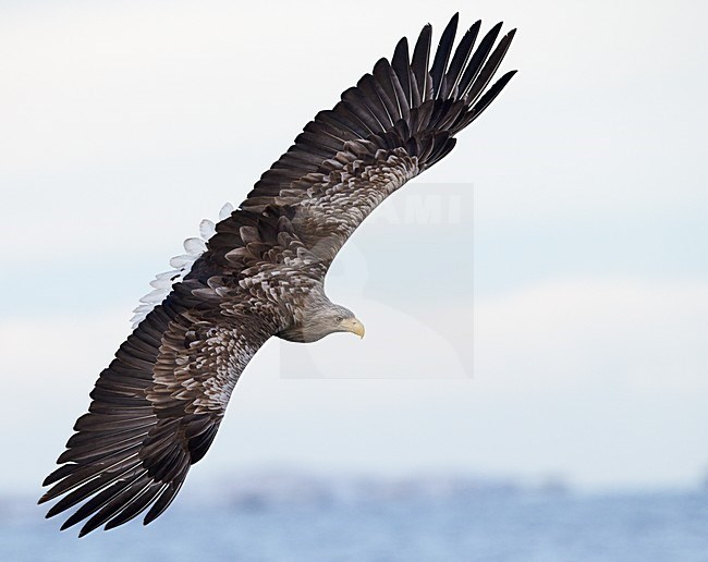 Zeearend adult vliegend; White-tailed Eagle adult flying stock-image by Agami/Markus Varesvuo,
