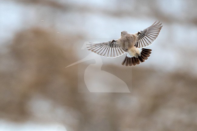 Vagrant Desert Wheatear in winter plumage (Oenanthe deserti), flying during winter in Tarragona, Catalonia, Spain in January. stock-image by Agami/Rafael Armada,