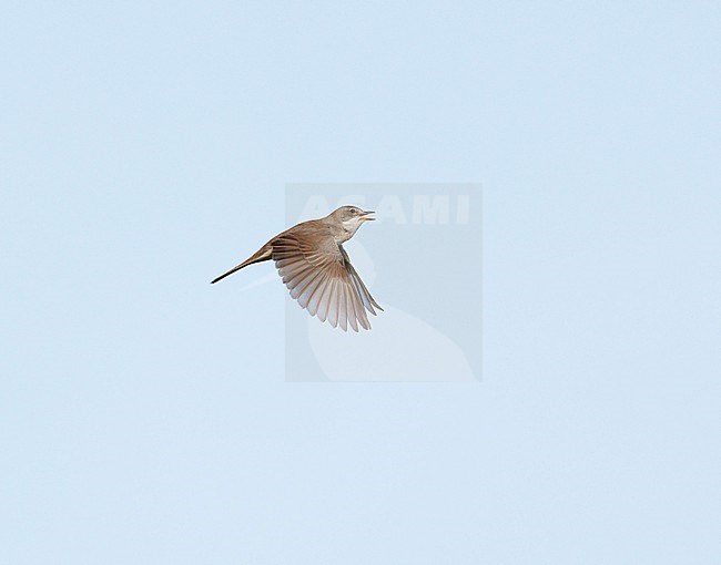 Adult male Common Whitethroat (Sylvia communis) in song flight, singing and flying against a blue sky, showing upperwing stock-image by Agami/Ran Schols,