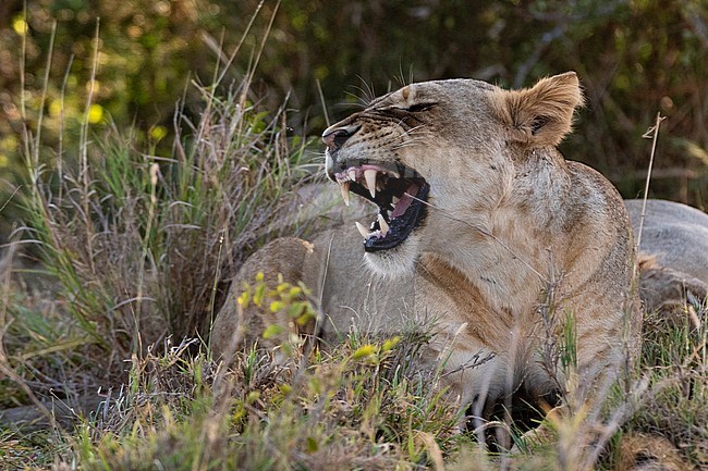 A lioness, Panthera leo, snarling. Voi, Tsavo Conservation Area, Kenya. stock-image by Agami/Sergio Pitamitz,