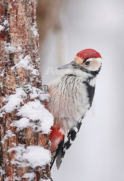White-backed Woodpecker (Dendrocopus leucotos) wintering in Oulu in northern Finland during a cold winter. Foraging on a bark of a tree. stock-image by Agami/Markus Varesvuo,