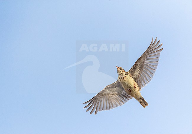 Wood Lark (Lullula arborea) in dunes of Berkheide, Katwijk, Netherlands. stock-image by Agami/Marc Guyt,