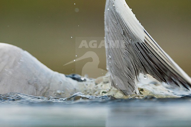 Kokmeeuw badderend; Common Black-headed Gull bathing stock-image by Agami/Marc Guyt,