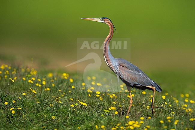 Purple Heron; Ardea purpurea stock-image by Agami/Daniele Occhiato,