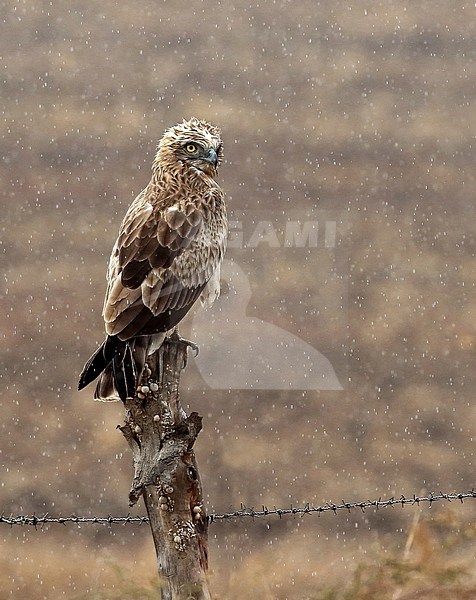 Een slangenarend in een miezerbui A Short-toed Eagle in a light rain shower. stock-image by Agami/Jacques van der Neut,