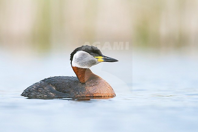 Adult Red-necked Grebe (Podiceps grisegena grisegena In breeding plumage swimming in a lake in Poland. stock-image by Agami/Ralph Martin,