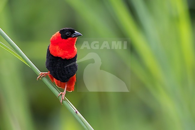 Northern Red Bishop (Euplectes franciscanus) male perched on a branch in a rainforest in Ghana. stock-image by Agami/Dubi Shapiro,