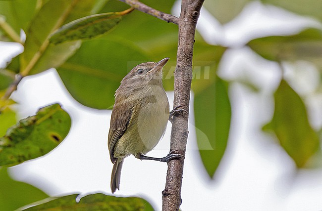 Puerto Rican Vireo (Vireo latimeri) in Puerto Rico. stock-image by Agami/Pete Morris,