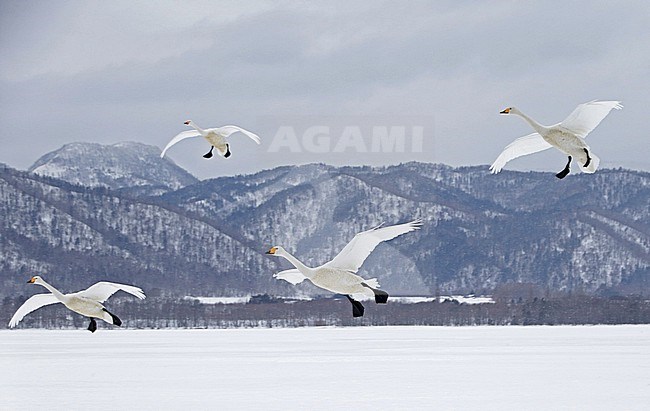 Wintering Whooper Swan, Cygnus cygnus, near Kushiro, Hokkaido, Japan. stock-image by Agami/Pete Morris,