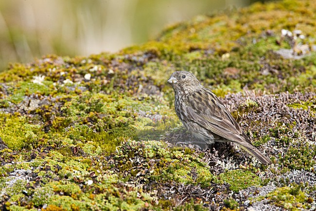 Geelteugelgors, Yellow-bridled Finch, Melanodera xanthogramma stock-image by Agami/Marc Guyt,