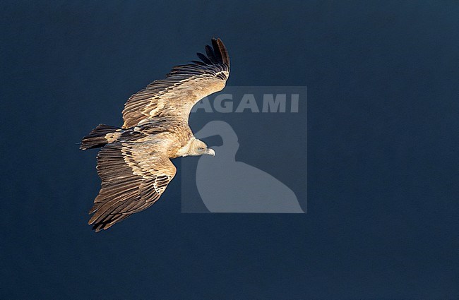 Griffon Vulture (Gyps fulvus) in the Extremadura in Spain. In flight, seen from above. stock-image by Agami/Marc Guyt,