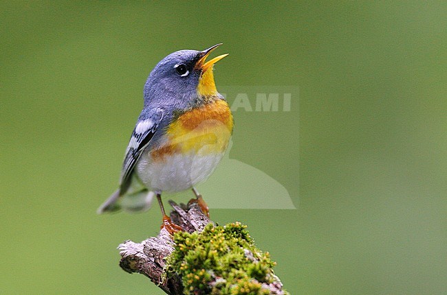 Adult male
Litchfield Co., CT
June 2006 stock-image by Agami/Brian E Small,