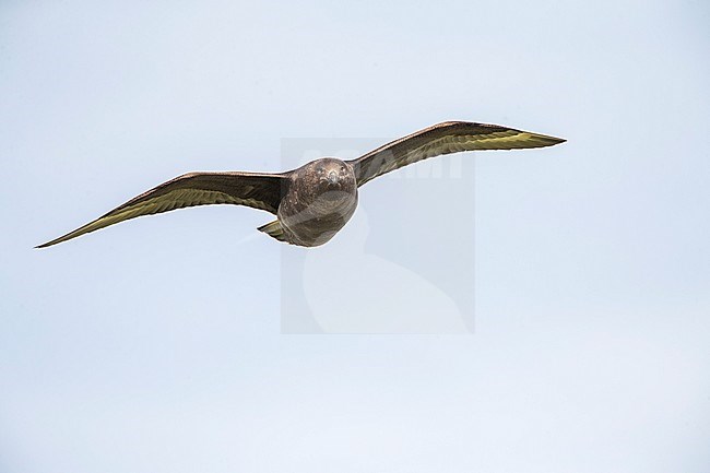 Brown Skua (Stercorarius antarcticus lonnbergi) flying over Enderby Island, part of the Auckland Islands, New Zealand; stock-image by Agami/Marc Guyt,