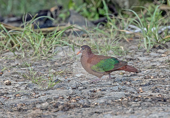 Stephan's Emerald Dove (Chalcophaps stephani) in Papua New Guinea. stock-image by Agami/Pete Morris,