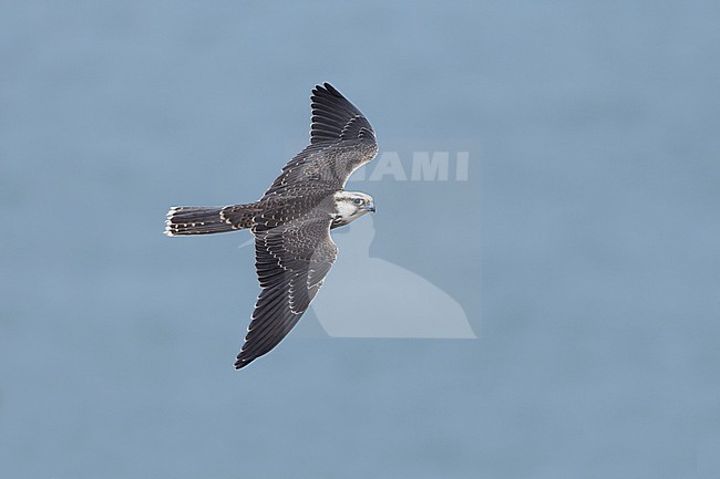 Lanner Falcon (Falco biarmicus erlangeri) in flight. stock-image by Agami/David Monticelli,