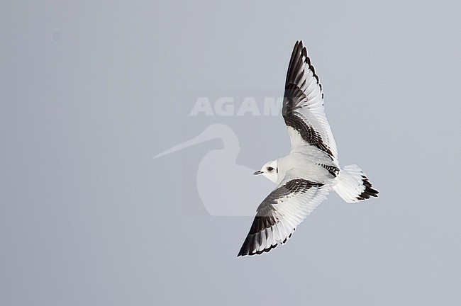 First-winter Ross's Gull (Rhodostethia rosea) in flight over Tupper Lake in New York state in the United States during winter. stock-image by Agami/Ian Davies,