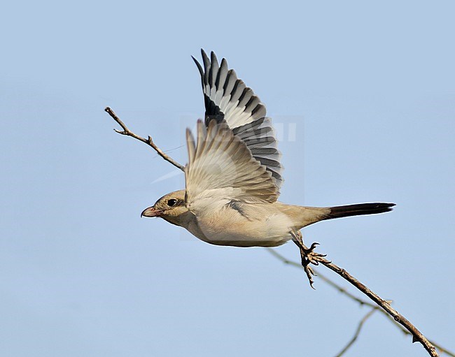 Steppe Grey Shrike - Lanius lahtora pallidirostris  ·  Texel NL 30-10-2012 stock-image by Agami/Rene Pop ,