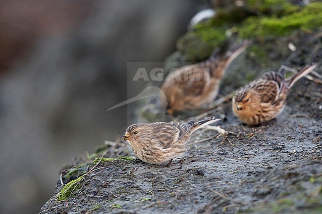 Fouragende fraters; twites stock-image by Agami/Chris van Rijswijk,