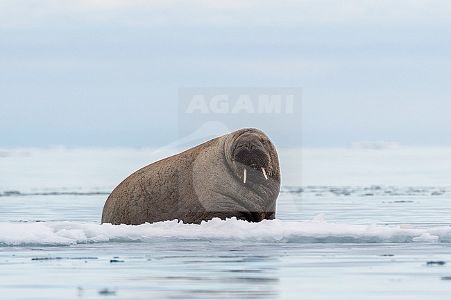An Atlantic walrus, Odobenus rosmarus, resting on ice. Vibebukta, Austfonna,  Nordaustl, Svalbard, Norway stock-image by Agami/Sergio Pitamitz,