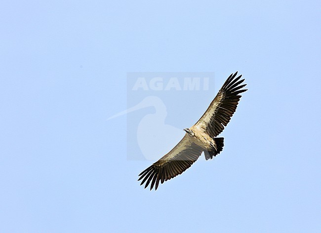 Witruggier, African White-backed Vulture, Gyps africanus stock-image by Agami/Andy & Gill Swash ,