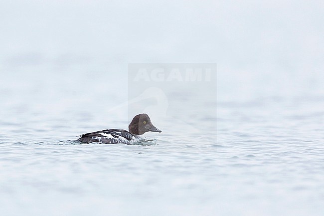 1st winter male Common Goldeneye (Bucephala clangula ssp. clangula) swimming on a lake in Germany at some distance. stock-image by Agami/Ralph Martin,
