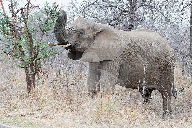 African Bush Elephant (Loxodonta africana), side view of an adult feeding on an Acacia bush, Mpumalanga, South Africa stock-image by Agami/Saverio Gatto,
