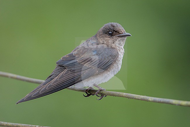 An immature Grey-breasted Martin (Progne chalybea chalybea) at Valle del Cauca, Colombia. stock-image by Agami/Tom Friedel,