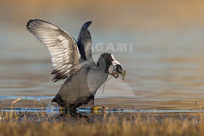 Meerkoet foeragerend op zoetwater kreeft; Eurasian Coot foraging on crayfish stock-image by Agami/Daniele Occhiato,