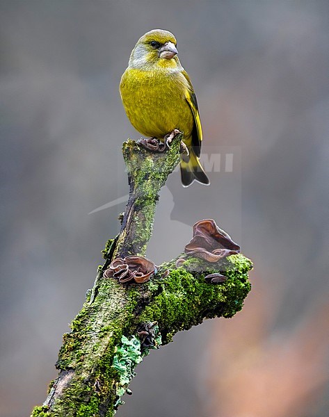 Male European Greenfinch (Chloris chloris) in Italy. stock-image by Agami/Daniele Occhiato,
