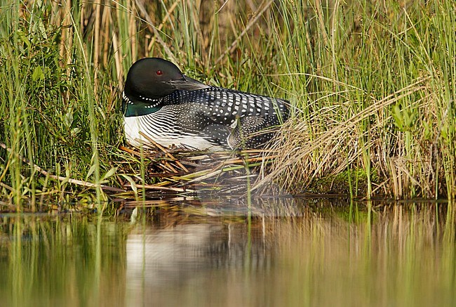 Adult Common Loon (Gavia immer) in breeding plumage on Lac Le Jeune, British Colombia in Canada. Mother bird sitting on her nest in a mountain lake. stock-image by Agami/Brian E Small,
