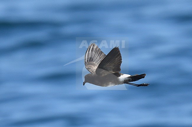 Elliot’s Storm Petrel (Oceanites gracilis) in flight over the Pacific Ocean off the Galapagos Islands. stock-image by Agami/Laurens Steijn,