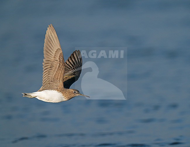 Green Sandpiper (Tringa ochropus) flying low over water of river Maas, showing dark underwing stock-image by Agami/Ran Schols,