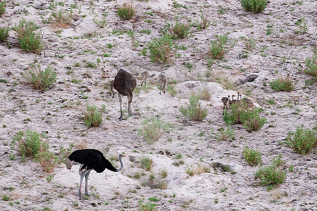 An aerial view of a couple of ostriches, Struthio camelus, with their chicks. Okavango Delta, Botswana. stock-image by Agami/Sergio Pitamitz,