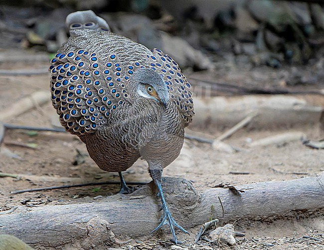 Grey peacock-pheasant (Polyplectron bicalcaratum), also known as Burmese peacock-pheasant, in Thailand. stock-image by Agami/Dani Lopez-Velasco,
