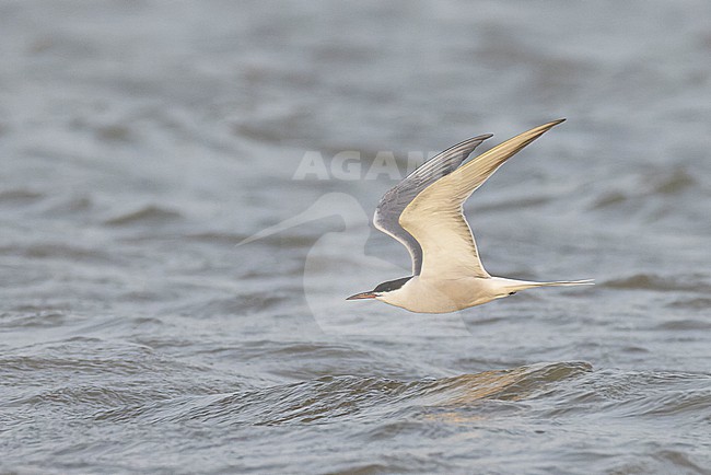 Common Tern (Sterna hirundo) in adult summer plumage in flight. stock-image by Agami/David Monticelli,