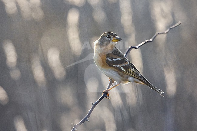 Wintering Brambling, Fringilla montifringilla, in Italy. stock-image by Agami/Daniele Occhiato,