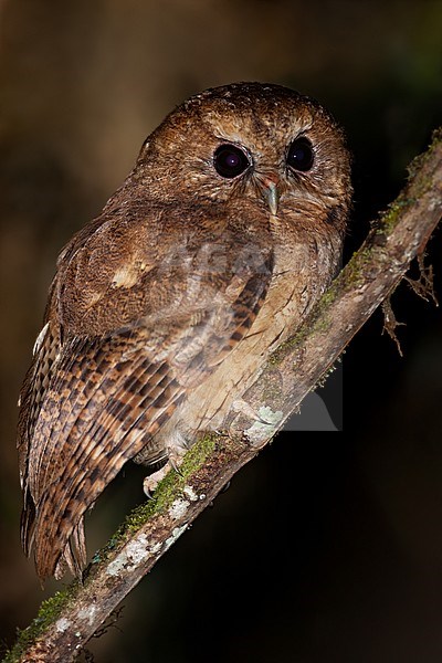 Birds of Peru, a Cinnamon Screech-owl stock-image by Agami/Dubi Shapiro,